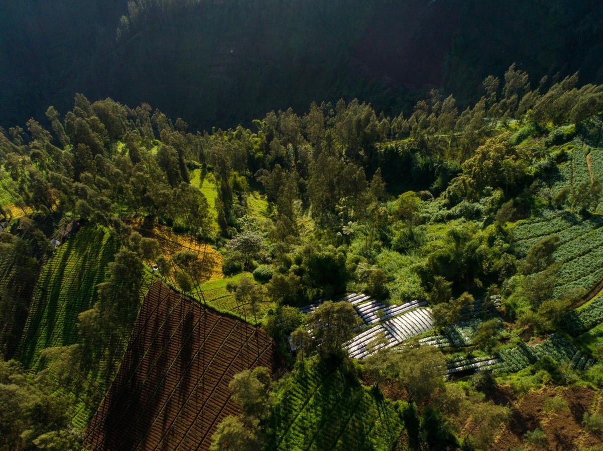 Hotel Plataran Bromo Ngadiwano Exterior foto